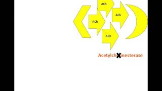 Clinical Pharmacology: Understanding Muscarinic Receptors