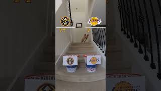 Corgi puppy predicts winner of Lakers-Nuggets in NBA's Western Conference playof