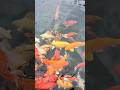 Koi pond Bohol Philippines 🇵🇭 #reels #fun #viral #travel #philippines #shorts