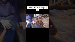 Monkey reacts to magic!