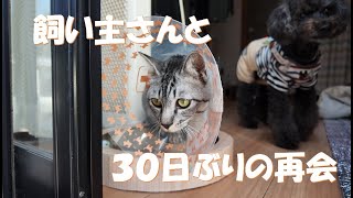 【愛犬２匹と仔猫の成長記録】年末に妻が倒れて緊急手術‼30日ぶり感動の再会＃保護猫＃仔猫＃感動＃再会＃くも膜下出血