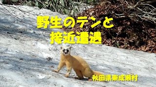 野生のテンと接近遭遇！秋田県東成瀬村の東山にて（2022/5/19)