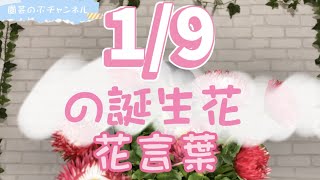 【園芸のぶチャンネル】1/9の誕生花と花言葉【１月】【９日】【ガーデニング】【雑学】【トリビア】【デイジー】