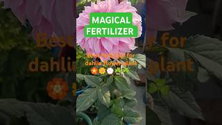 #यह खाद डहलिया के पौधे को दें #magical fertilizer for dahlias get max #blooming #dahlia#flowers