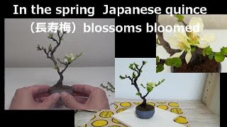 【ミニ盆栽：mini bonsai】Flowering 長寿梅‐3（2020年春）：Chaenomeles japonica Chojubai（Japanese quince）