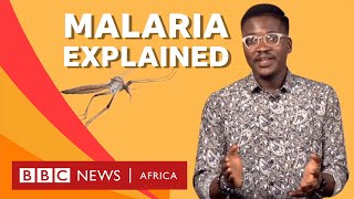 Where is Malaria from? - BBC What's New