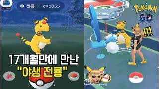 포켓몬고 야생 전룡이 튀어나왔다! 17개월만에! 진화체 젠률 UP?! [Pokémon GO]