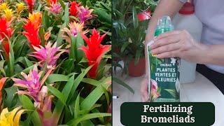 How to Fertilize  Guzmania Plant | Fertilizing Bromeliads