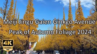 【4K HDR】 Peak of Autumn Foliage at Meiji Jingu Gaien Ginkgo Avenue 2024 | Walking Tour