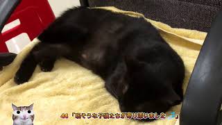 44 「眠そうな子猫たちが寄り添いました 💤」