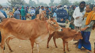 @আজ ৯ ডিসেম্বর ২৪ | বাচ্চাসহ শাহিওয়াল গাভী গরুর দাম | রানীগঞ্জ হাট | দিনাজপুর