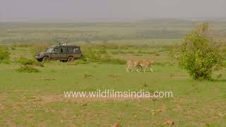 Up-close safari adventure: Cheetahs roaming Kenya's plains | Jeep tour highlights