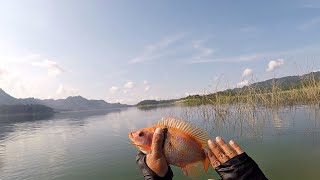 ikan Cantik Waduk Wadas Lintang