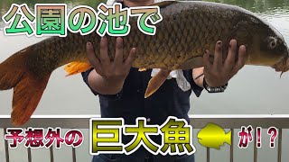 東京都内の公園で釣りをしたら規格外の魚が釣れた！！