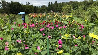 [Yurigahara Park] [Dahlia] [Mukuge] [Sapporo City] HOKKAIDO、JAPAN