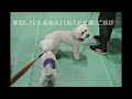 【ペット博】in インテックス大阪　トイプードルもん、イベントに参加　toy poodle