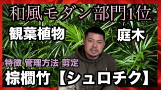 【棕櫚竹】シュロチクを育ててみよう！和風モダンの植物 シュロチクの育て方