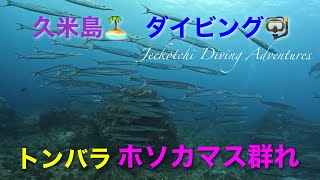 久米島🏝ダイビング🤿トンバラ🪸ホソカマスの群れ🐟🐟🐟🤩👌2023年1月