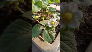 আমাদের স্ট্রবেরি গাছে ফুল এসেছে || Strawberry Flower || #Shorts || #garden