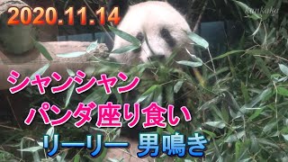 2020.11.14  シャンシャン  パンダ座り食い・リーリー男鳴き・シンシンの美お目目 (Giant panda Xiang Xiang, Shin Shin, Li Li）