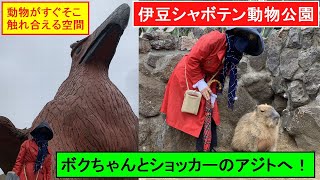 「伊豆シャボテン公園」にボクちゃんと、ショッカーのアジトへ、ウルトラマンのヒドラ。Ultraman.Masked-Rider. Izu Cactus Park.