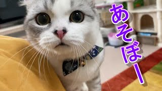 猫のあお君が家族と遊ぶある日の休日の1ページ【アメリカンカール】