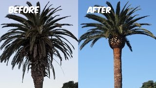 Palm Tree Trimming ( treeweta.com )