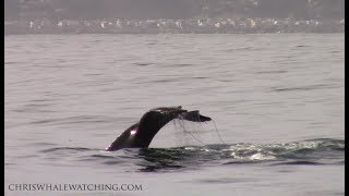 10.29.18 Humpback Whales