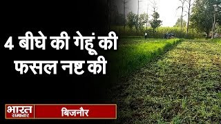 Bijnor : कृषि कानून के विरोध में किसान ने 4 बीघे की लहलहाती गेहूं की फसल पर चलाया ट्रैक्टर