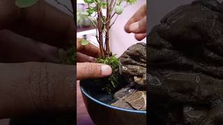 Planting a Snowbush in the Waterfall Bowl Scape