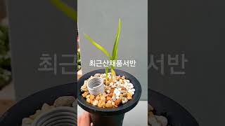 로또당첨된꿈 올해 무늬종4개를보다!!