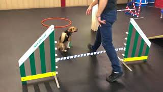 7 Tips and Tricks for Agility Training with Your Dog! (Agility Training with Chai)