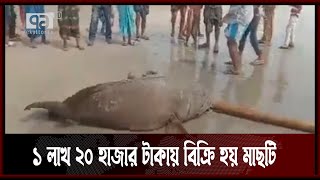 ৪ মণ ওজনের বিশাল বড় ভোল মাছ ধরা পড়লো জেলের জালে  | Saint Martin's | News | Ekattor TV