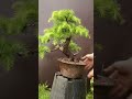 how to properly water bonsai