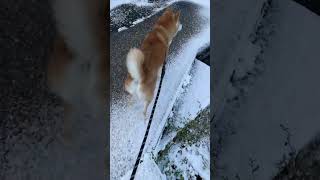 雪道を散歩する柴犬マメ