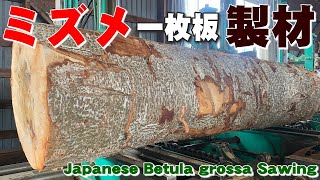 【白太の一枚板】ミズメ原木から一枚板を製材しました。【木の店さんもく】Japanese Betula grossa Sawing