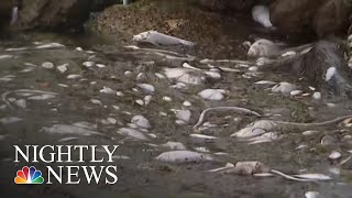 Toxic Red Tide And Algae Blooms Threatening People And Wildlife In Florida | NBC Nightly News