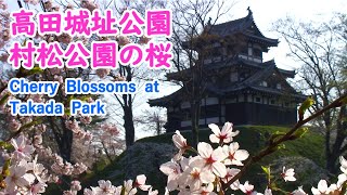 Cherry Blossoms at Takada \u0026 Muramatsu Park with Relaxing Music (Niigata)/ Spectacular Views of Japan