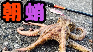 【タコ釣り】朝マズメにタコ【オクトパッシング】