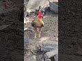 வயசானா அப்படிதாயா இருக்கும் 🤣😂🤣😂🤣😂 funny_chicken kozhi_koothugal vairalvideo tamilshorts