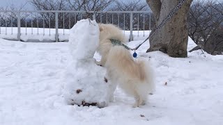 NYタイムスに載った公園を散歩してみた　#masajiro #正次郎#まさじろう#dog#犬のしつけ