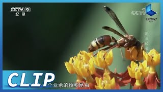 熊蜂和野蜜蜂正在采蜜 却被它们的天敌——胡蜂盯上《昆虫的盛宴》第7集【CCTV纪录】