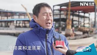 「聚焦三农」山东荣成：海带受灾如何补救20220303