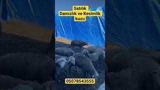 #Satılık #damızlık ve #kesimlik #kuzu #merinoskoyun #