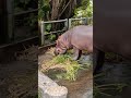 ＜沖縄こどもの国へgoto🐘＞かば・河馬⑧仲良く食事中💛hippopotamus okinawa zoo u0026 museum childrencountry kodomonokuni 20200725