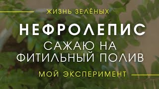 Сажаю папоротник Нефролепис Грин Момент на фитильный полив. Мой эксперимент.