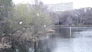 サギ：まだ明るい内から井之頭公園池・ボート乗り場脇の木の上で寝ている鷺：東京都三鷹市井の頭：東京桜満開予想一日前20220326_165642