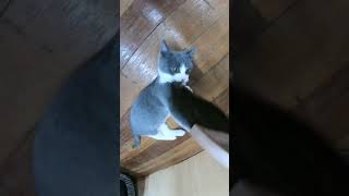 ほうきにしがみついて離さない子猫　A kitten clinging to a broom and not letting go #Shorts