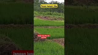 Panen hampir tiba #sawah #ladang #petani #desa #padi #alam #nature #farming #farmer #village #short