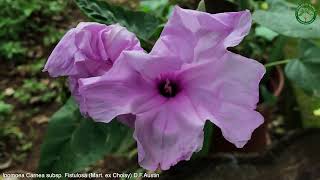 Ipomoea Carnea subsp. Fistulosa (Mart. ex Choisy) D.F. | Flowering Shrubs \u0026 Trees | 🇵🇦 Panama |